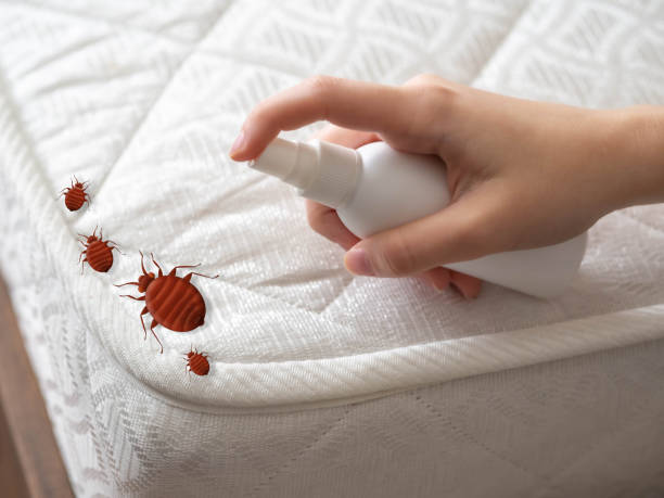 Professional Pest Control in West Laurel, MD